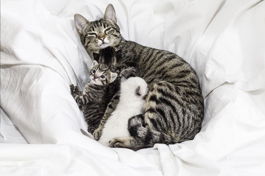 What Should I Do if My Kittens Fight During Nursing?