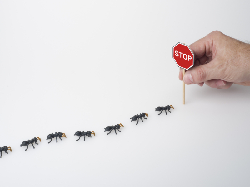 Keeping Your Home Safe and Healthy with Effective Pest Control in Gold Coast