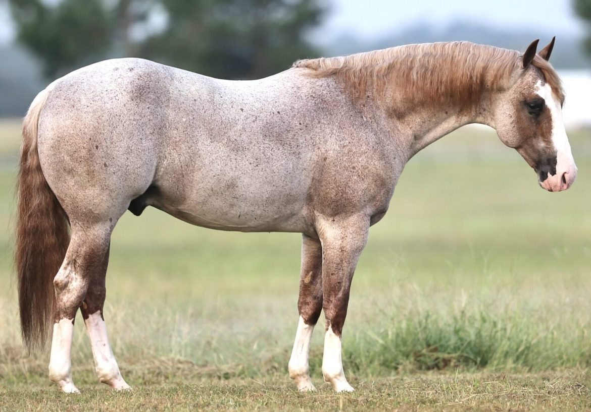 Exploring The Majesty Of The Red Roan Horse