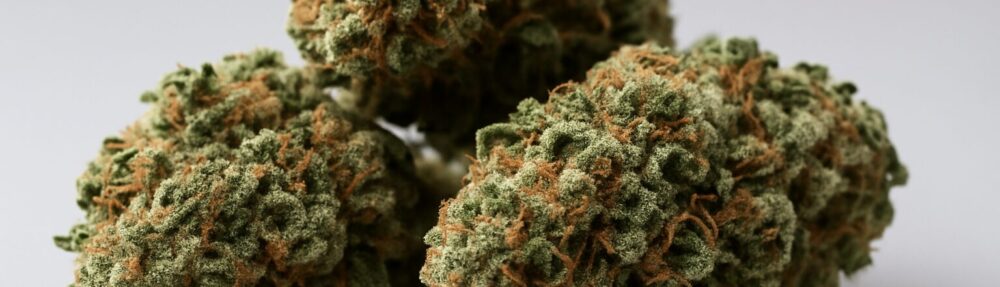 Close-up of several cannabis buds against a neutral background