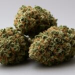 Close-up of several cannabis buds against a neutral background